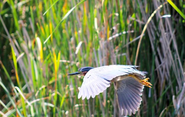 /Images/uploads/Sonoma County Regional Parks Foundation/springlake50/entries/29049thumb.jpg